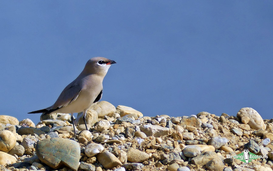 India and Bhutan birding tours