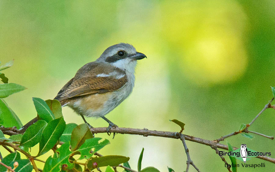 Malawi birding tours