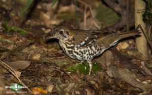 Kenya birding safari