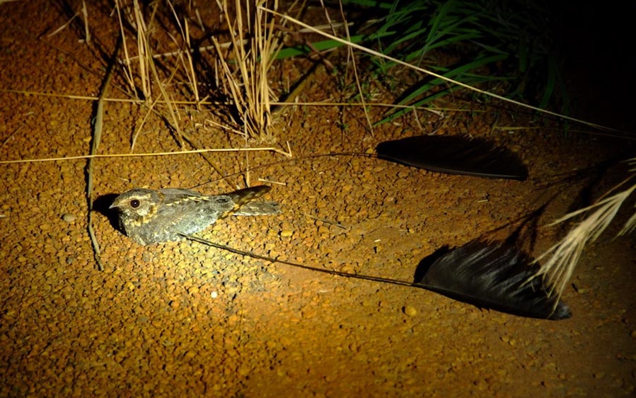 Owls of West Africa