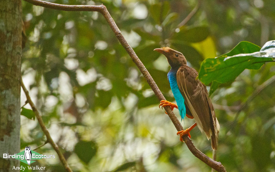 Sulawesi and Halmahera birding tours