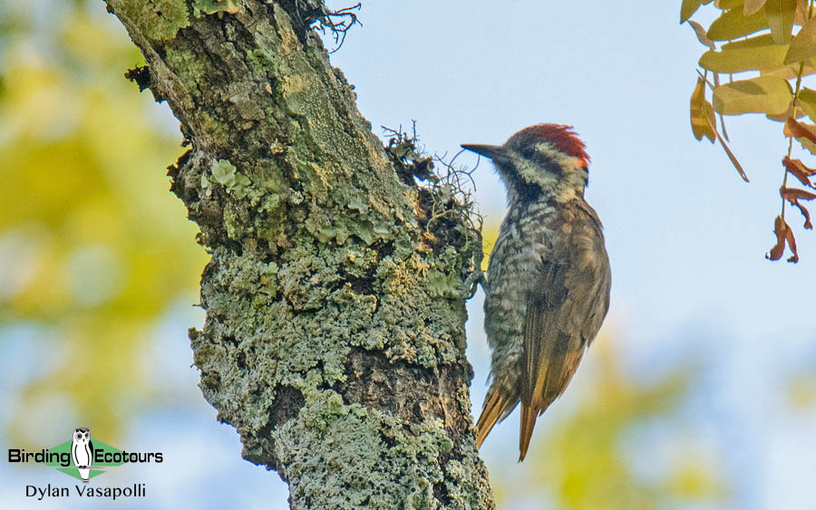 Malawi birding tours