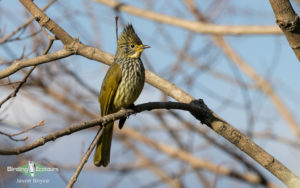 Bhutan Himalayas birding tours