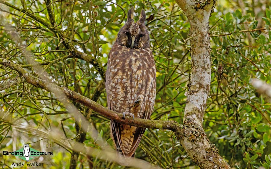 Owls of Peru