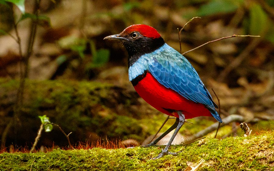 Sulawesi and Halmahera birding tours