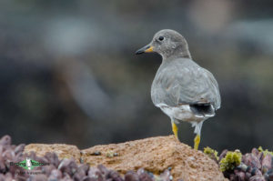 Lima birding tours