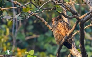 Forest Owlet birding tour