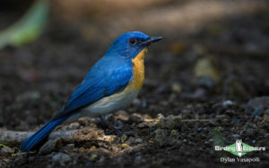 Forest Owlet birding tour