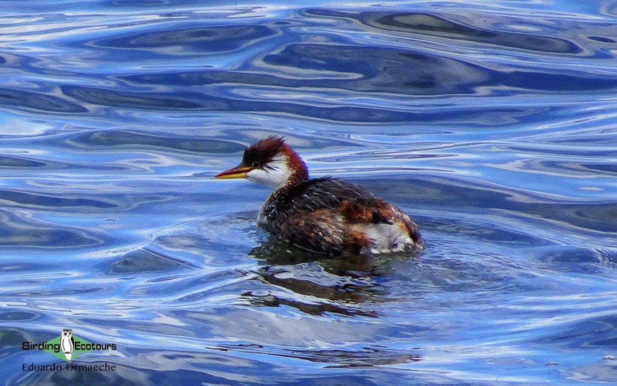 Bolivian birding tours