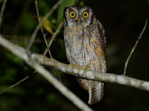 Owls of Peru