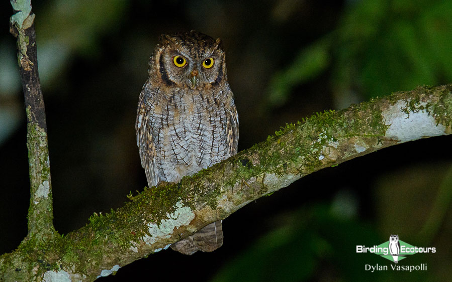 Owls of northern Peru