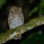 Owls of northern Peru
