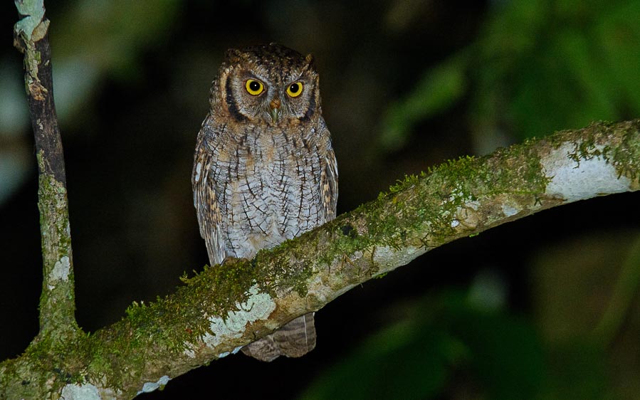 Owls of northern Peru