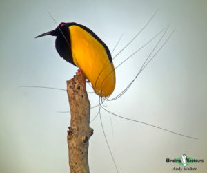 West Papua birding tours