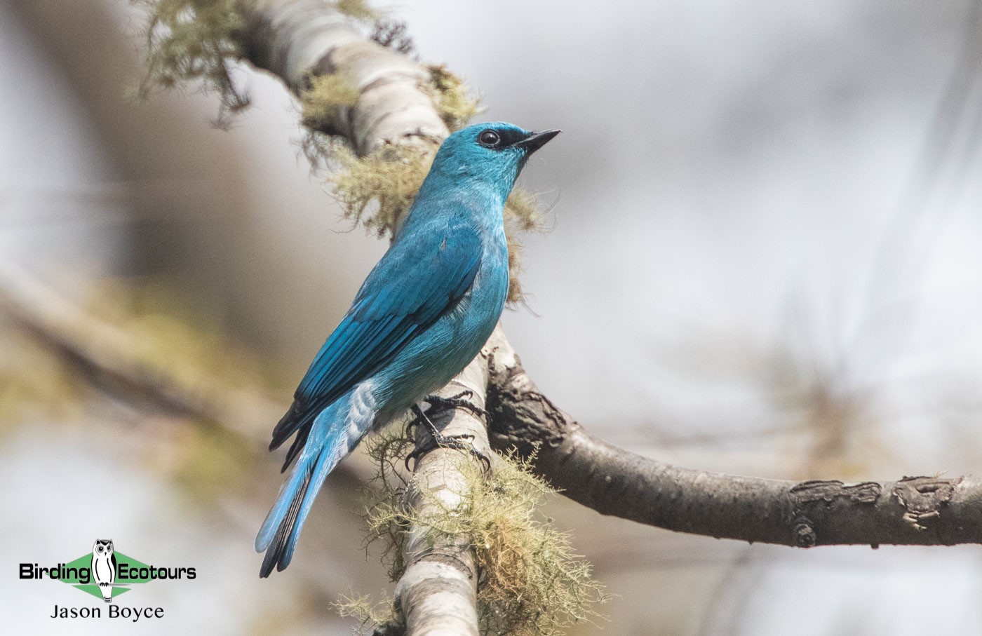 India and Bhutan birding tours