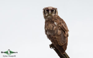 Owls of West Africa