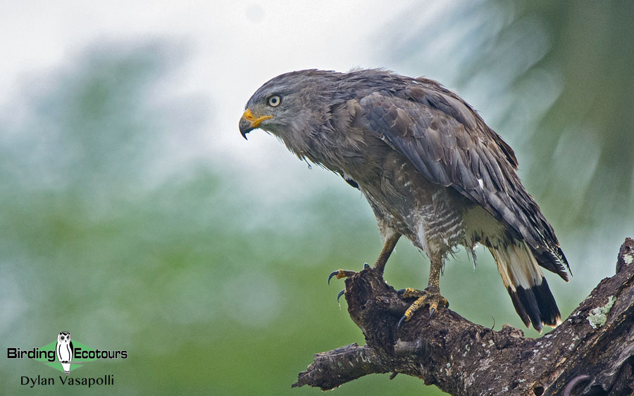 Malawi birding tours