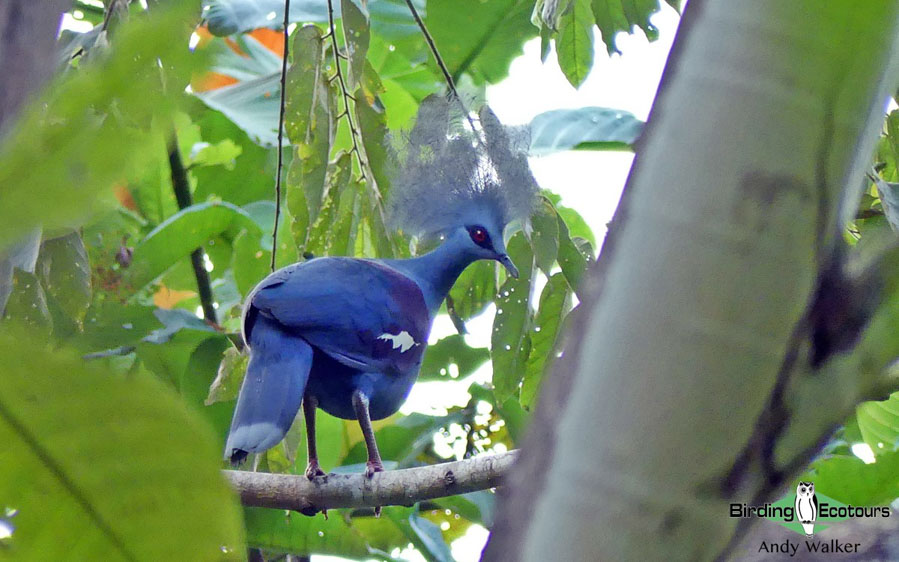 West Papua birding tours