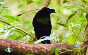 West Papua birding tours