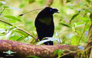 New Guinea birding tours