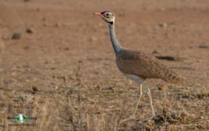 Kenya birding safari