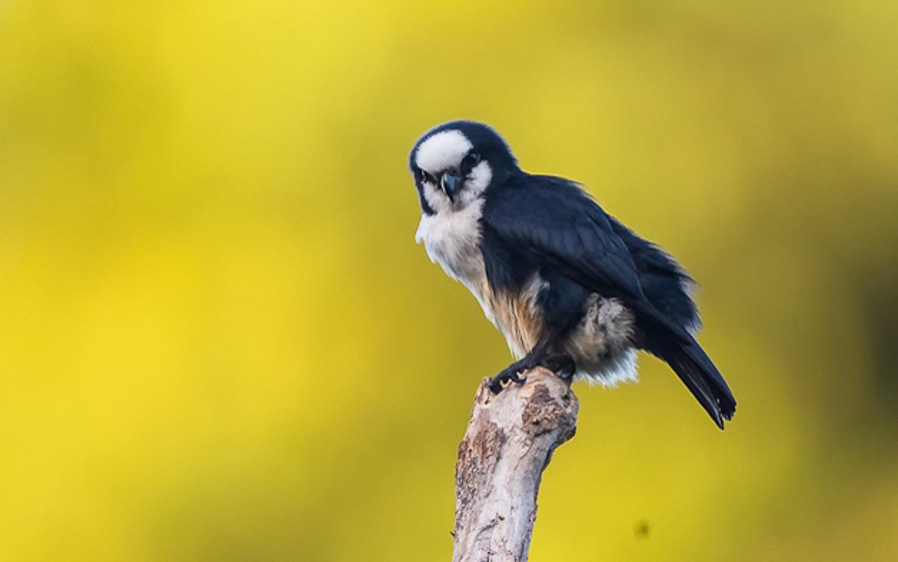 Borneo birding tours