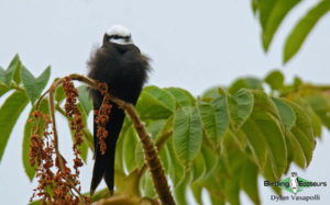 Malawi birding tours