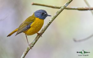 Kenya birding safari