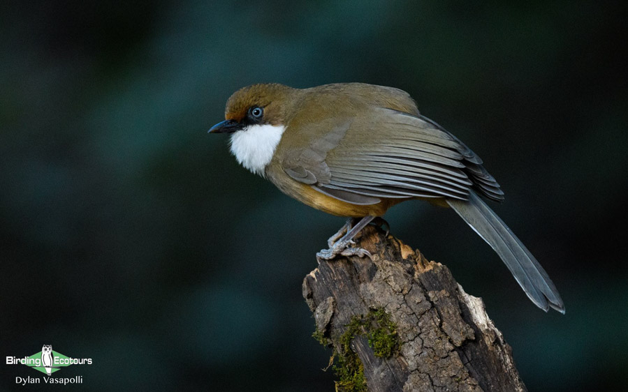 Bhutan birding tours