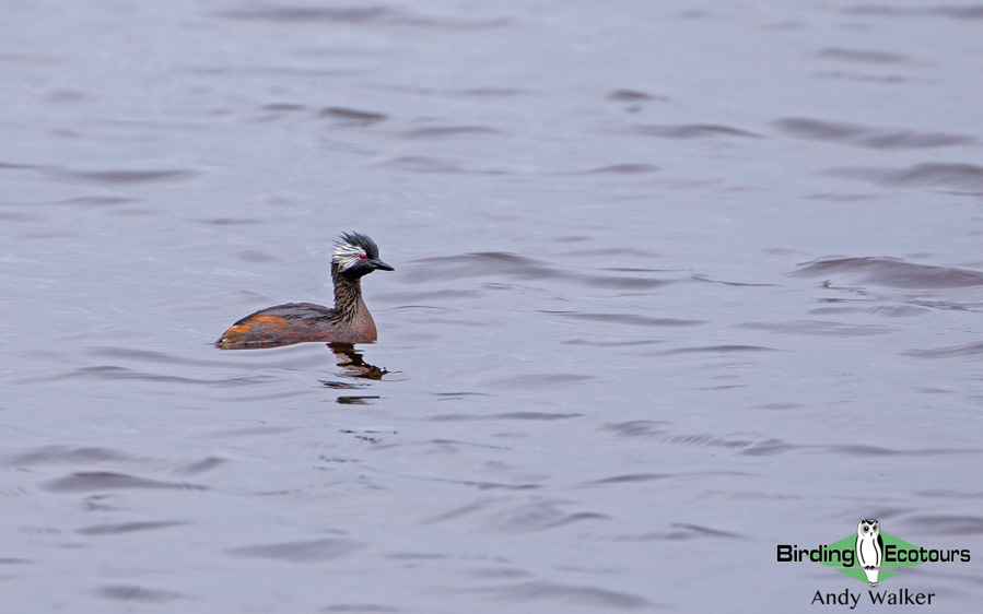 Lima birding tours