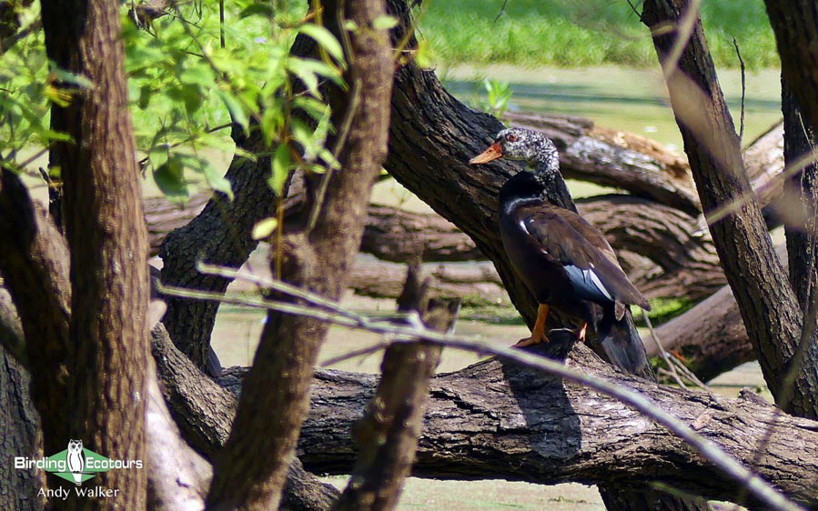 India and Bhutan birding tours