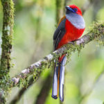 Borneo birding tours