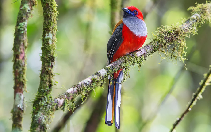 Borneo birding tours