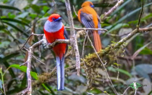 Borneo birding tour