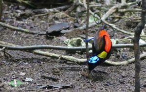 West Papua birding tours