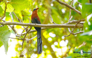 Sulawesi and Halmahera birding tours