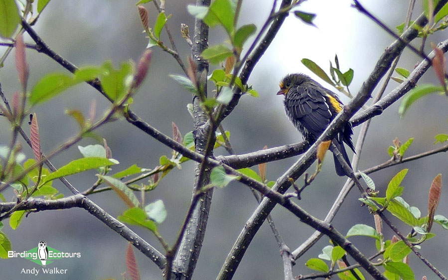Bhutan birding tours