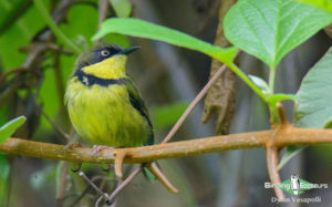 Malawi birding tours