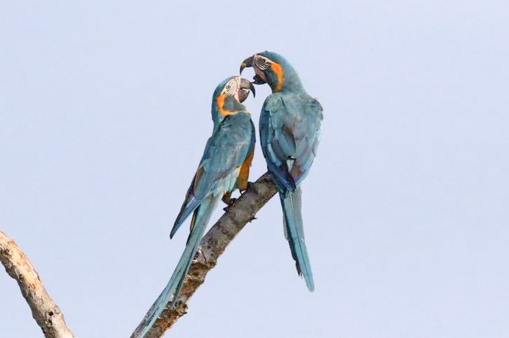 Bolivia birding tours