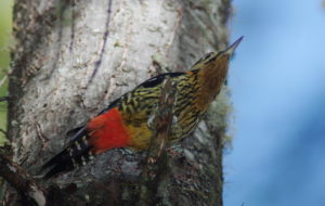 Nepal Birding Tour