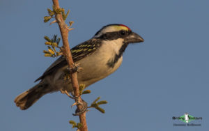 Johannesburg botanical gardens birding tours