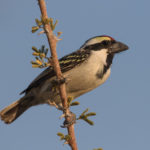 Zaagkuilsdrift birding tours