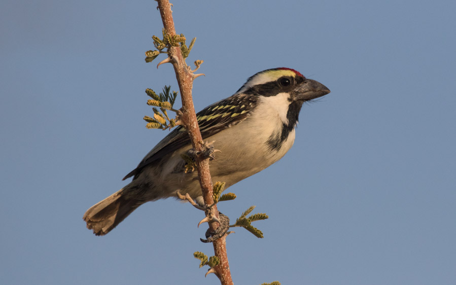 Zaagkuilsdrift birding tours