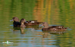 Johannesburg and Pretoria birding tours