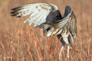 Owls and flufftails birding tours