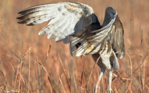 Owls and flufftails tours