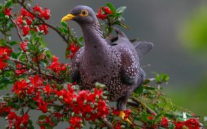 Cape Peninsula birding tours