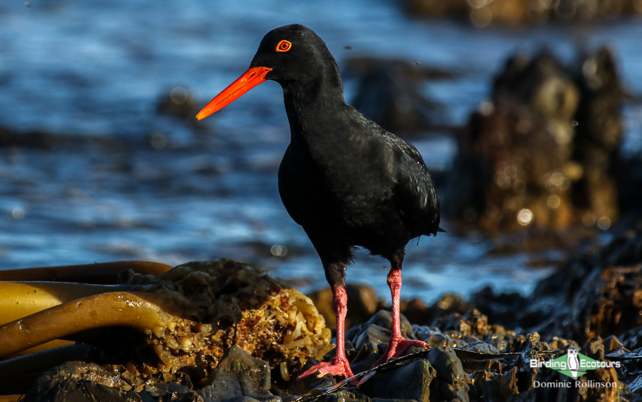 Cape Peninsula birding tours