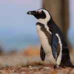 Cape Peninsula birding tours
