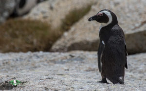 Cape Peninsula birding tours